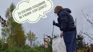 Закопала кривую депрессивную ёлку, снова пытаюсь спасти растения от мороза, а Артём красивое снимает