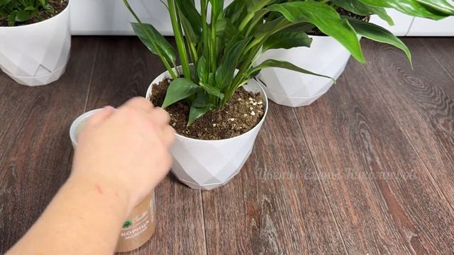 1 ЛОЖКА под СПАТИФИЛЛУМ и Даже чахлый сразу оживет и ЗА смотреть онлайн