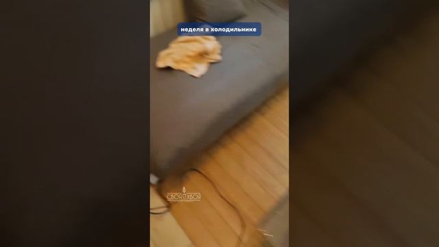 стратификация семян хвойных-первый опыт