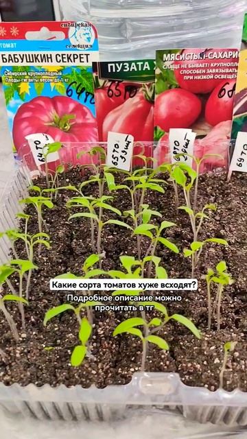 Какие помидоры не стоит сеять? #огородмарле #огород #да смотреть онлайн