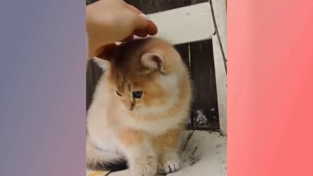 КОТЫ 2019 ПРИКОЛЫ с котами и кошками 2019 Funny Cats #28 смотреть онлайн