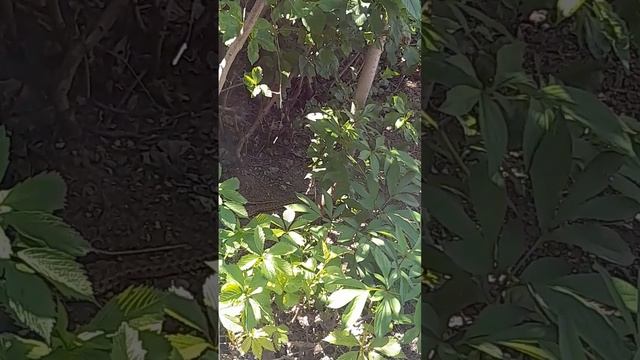 Очень неприятная особа смотреть онлайн