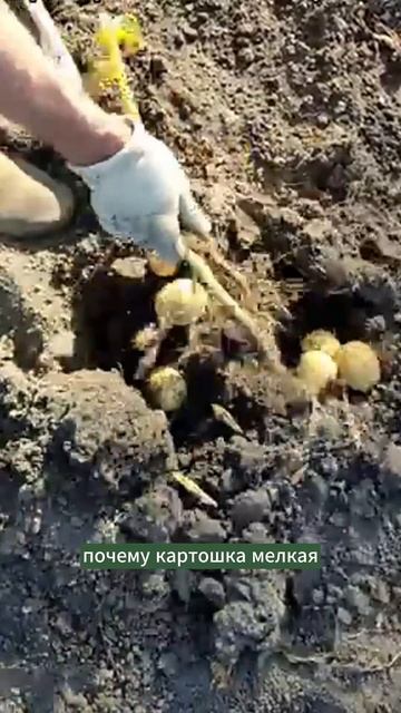 Почему картошка мелкая? #мульчирование #природноеземл смотреть онлайн