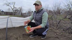 Безрассадный способ выращивания томатов в открытом г?