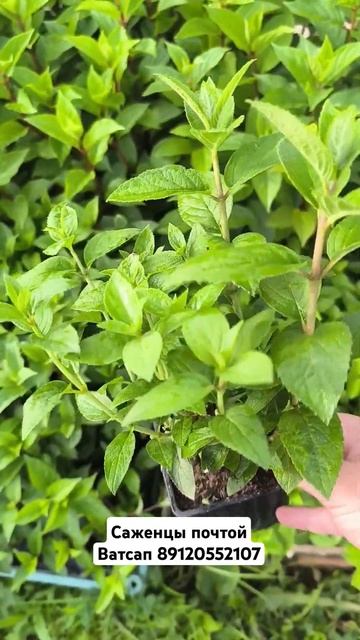 Саженцы метельчатых гортензий. смотреть онлайн