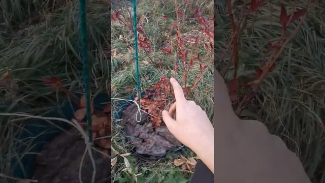 Как укрывать голубику в зиму #огород смотреть онлайн