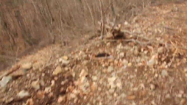 Поредната 4-та брутална незаконна сеч в Природен парк Витоша