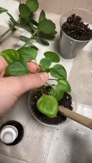 Куда их теперь девать? 🙀#garden#уходзарастениями#plants#цве смотреть онлайн