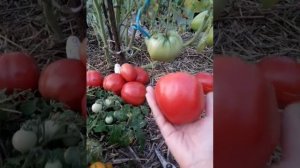 Томат Настенька. 2 августа 2024 г.