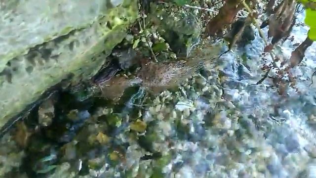 Релакс .Журчание родников .