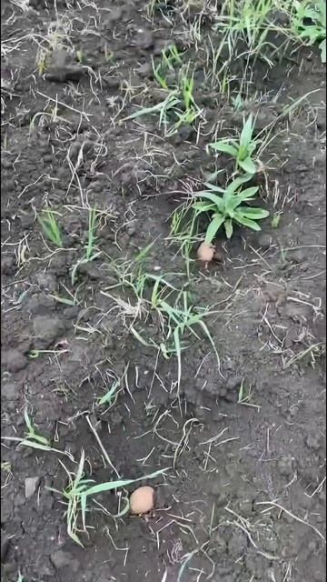 Лодыри не умеют сажать картошку #деревня #жизньвдерев? смотреть онлайн