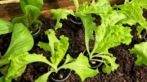 Сажаем хрустящий кочанный салат!!