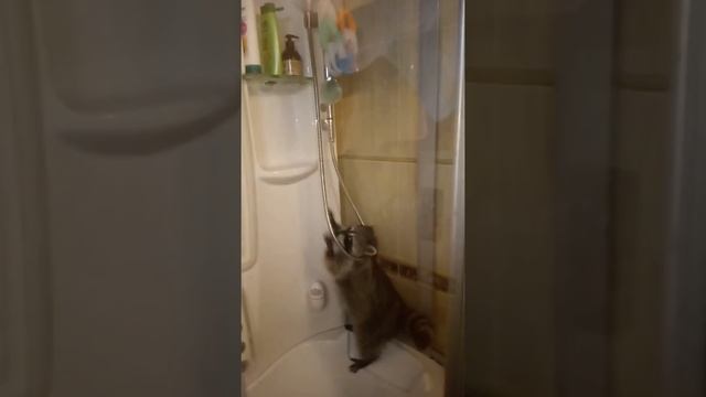 Еноты дома,ура!!!купание смотреть онлайн