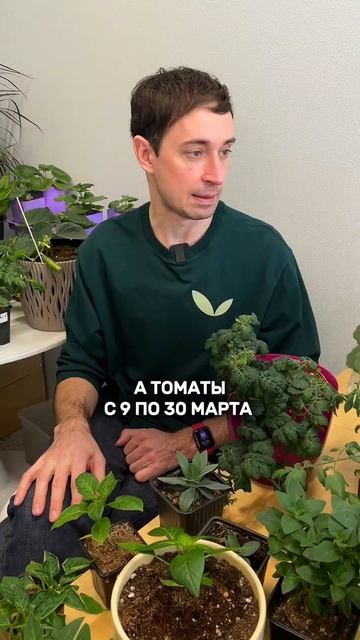 Когда сеять и высаживать рассаду в теплицу или открыт? смотреть онлайн