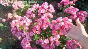 Роза  Ангела, обзор сорта.