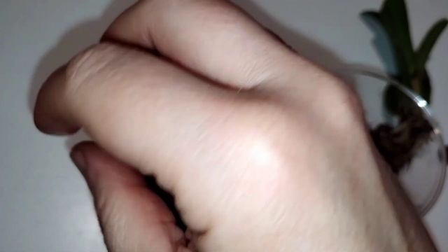 Новые орхидеи- каттлеи, посадка и первый полив смотреть онлайн