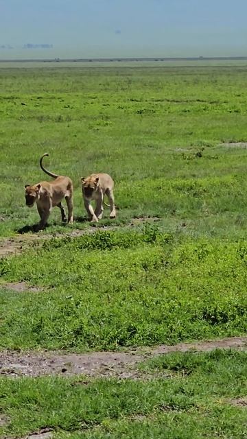 Des jeunes lionnes après la chasse. Tanzanie. Молодые львица после охоты. Танзания. смотреть онлайн