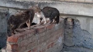 Коты орут