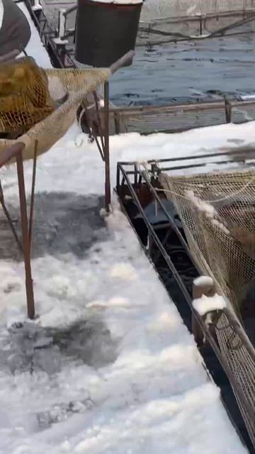 На рязанской Ферме по выращиванию осетров смотреть онлайн