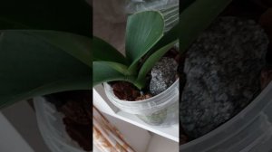 Посадка в мох Сфагнум реанимашек и деток орхидей фале?