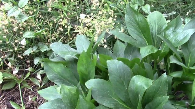 МОРОЗНИК ПОСЛЕ ЦВЕТЕНИЯ ТРЕБУЕТ ПРИХОРАШИВАНИЯ! смотреть онлайн