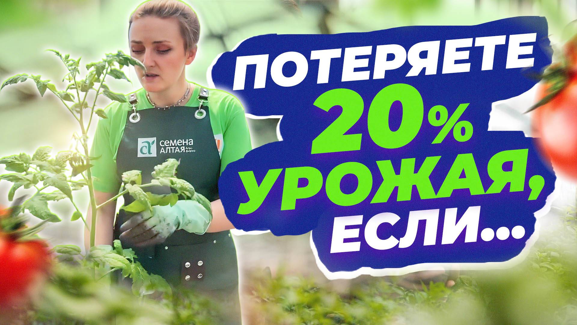 ПОЧЕМУ ПОМИДОРЫ СБРАСЫВАЮТ ПЕРВУЮ КИСТЬ смотреть онлайн