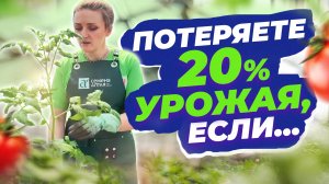 ПОЧЕМУ ПОМИДОРЫ СБРАСЫВАЮТ ПЕРВУЮ КИСТЬ