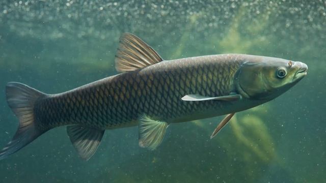 Известь в пруд: как и зачем? смотреть онлайн