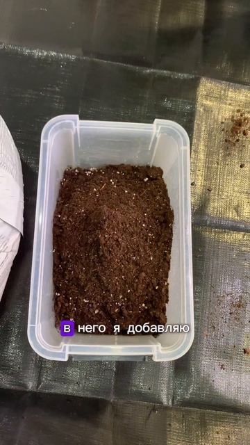 Пересадка монстеры тайское созвездие💫 #комнатныерас смотреть онлайн