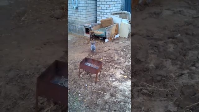 Кролик против собаки смотреть онлайн
