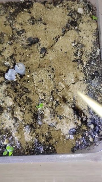 отличие дорогих семян петунии от обычной 🙄🤔схожест?