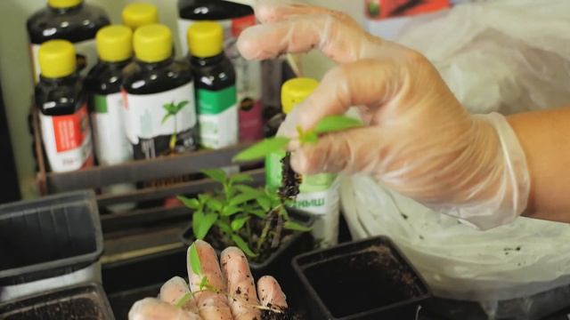 100% приживаемость рассады сладкого перца: простые дейс