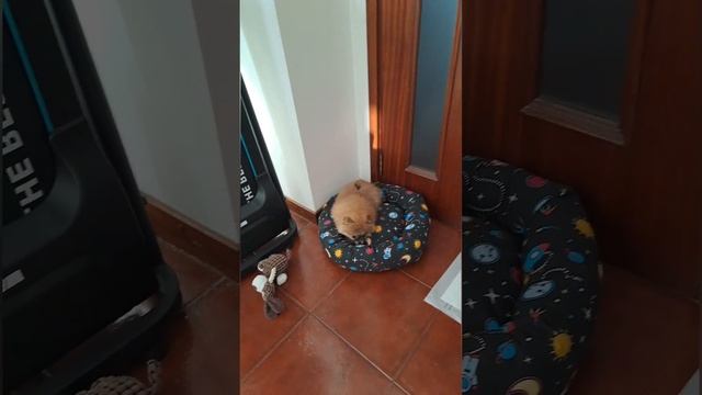 ИМЯ ДЛЯ ДЕВОЧКИ  ПОМЕРАНСКИЙ ШПИТЦ 💗 ТОП 💯🎁🔥 VIP😇 New💥