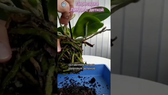 Пересадка орхидеи с деткой на цветоносе.