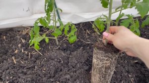 Теплицы нет, но томаты уже высадила! Проверенный способ!