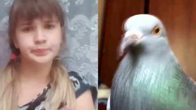 Ээм голубь живет дома??😮😮 смотреть онлайн