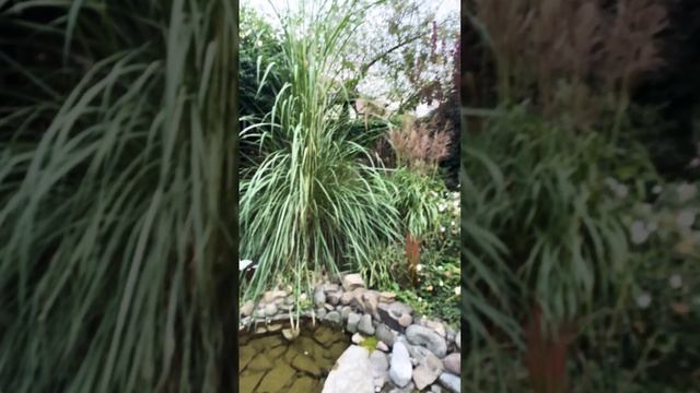 Пампасная трава -Эриантус пятый год,мискантус прошлог смотреть онлайн