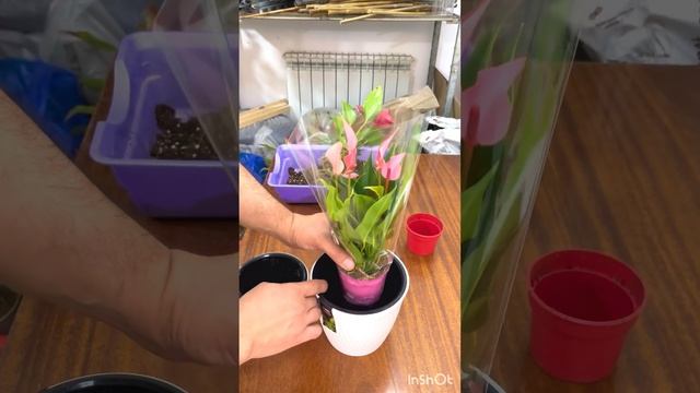 Антуриум лили гүлінің күтімі және пересадка жасау смотреть онлайн