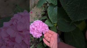 Красивые крупнолистные гортензии на юге, в самую жару.