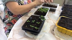 Пересадка петунии после всходов