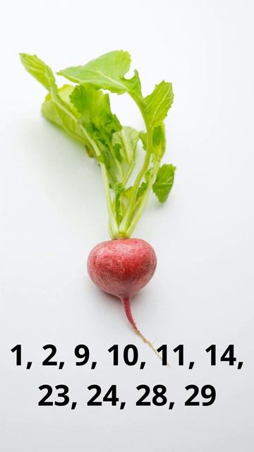 Благоприятные дни для посадки редиса в Мае 2023 смотреть онлайн