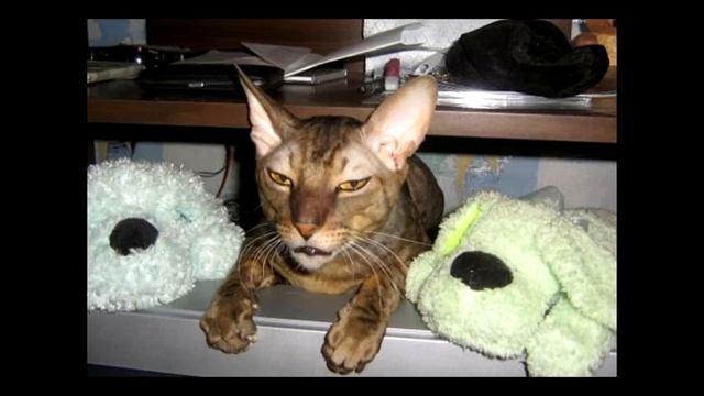 Смешные кошки Фотографии под музыку Юмор приколы смотреть онлайн