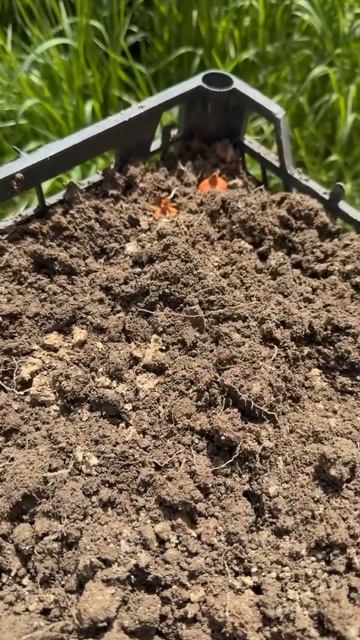 Зеленый лук. #огород#зел смотреть онлайн