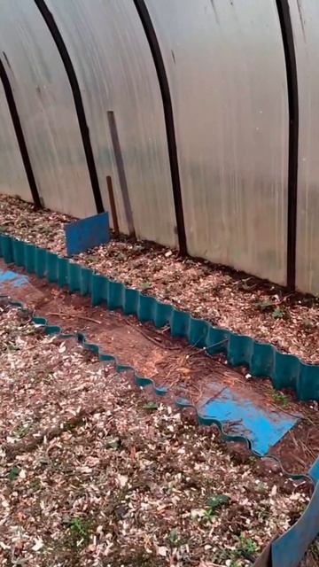 Как поживает клубника в декабре? Обзор сорта Азия! #пит смотреть онлайн