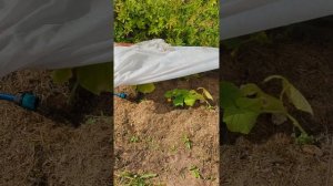 Простой капельный полив из бочки.