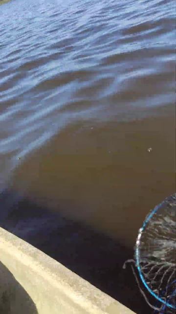 Рыбалка на Кияшкином лимане #краснодарскийкрай #рыбал