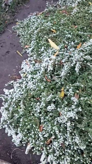 Астра вересковая. Цветение в начале ноября. Саратов. смотреть онлайн