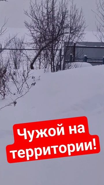Куркак куян кергэн бакчага смотреть онлайн