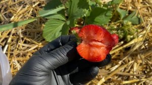 Крупноплодный сорт клубники ЧАМОРА ТУРУСИ//Купить саж