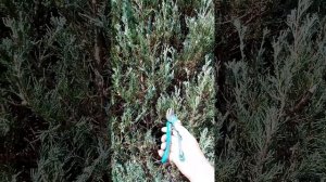 Обрежь так, чтобы твой скальный можжевельник не разва?